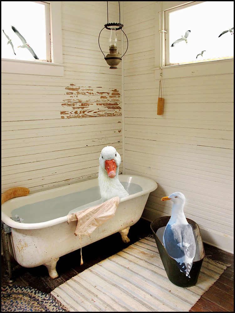 Bird Bath