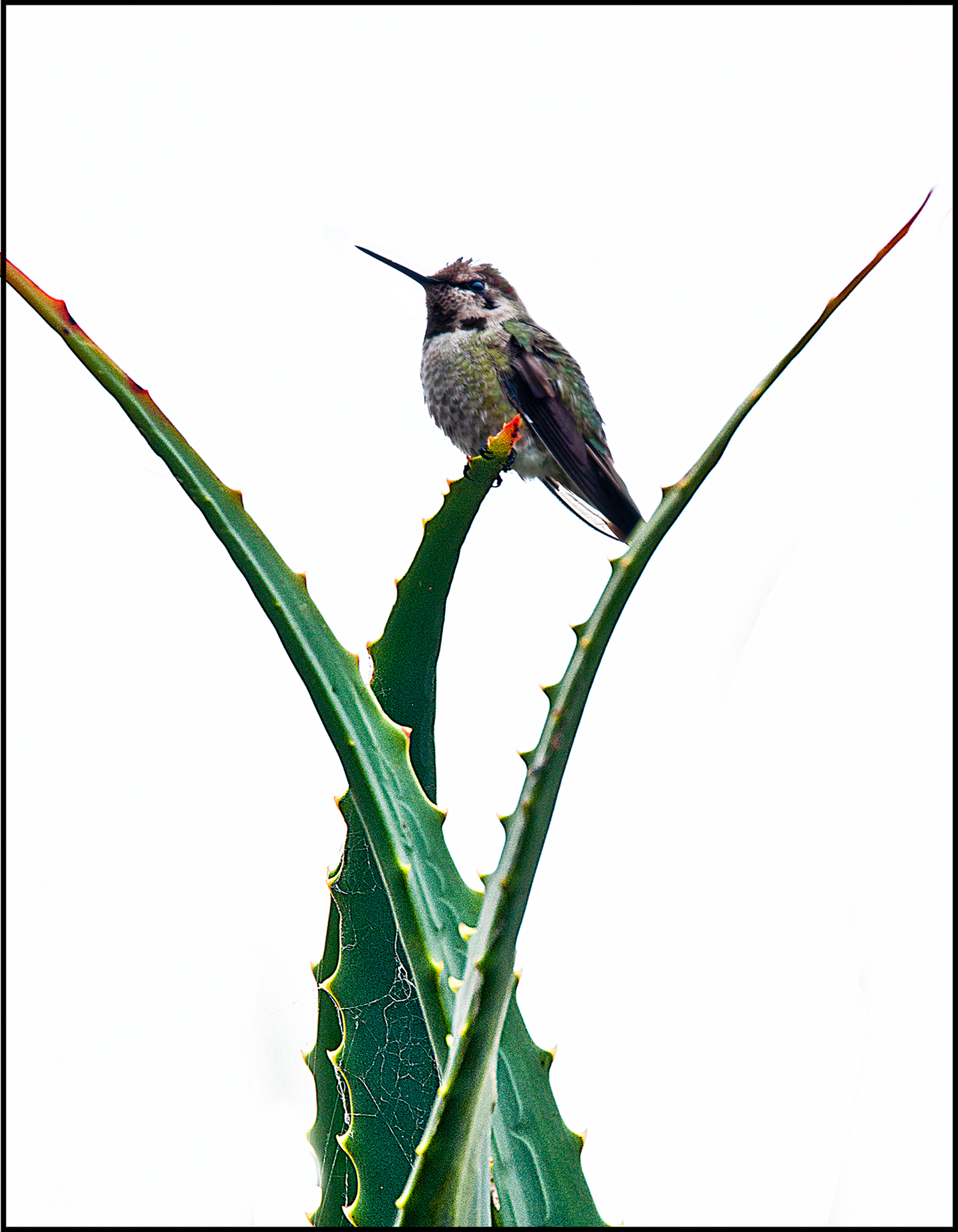 Hummingbird on Cactus