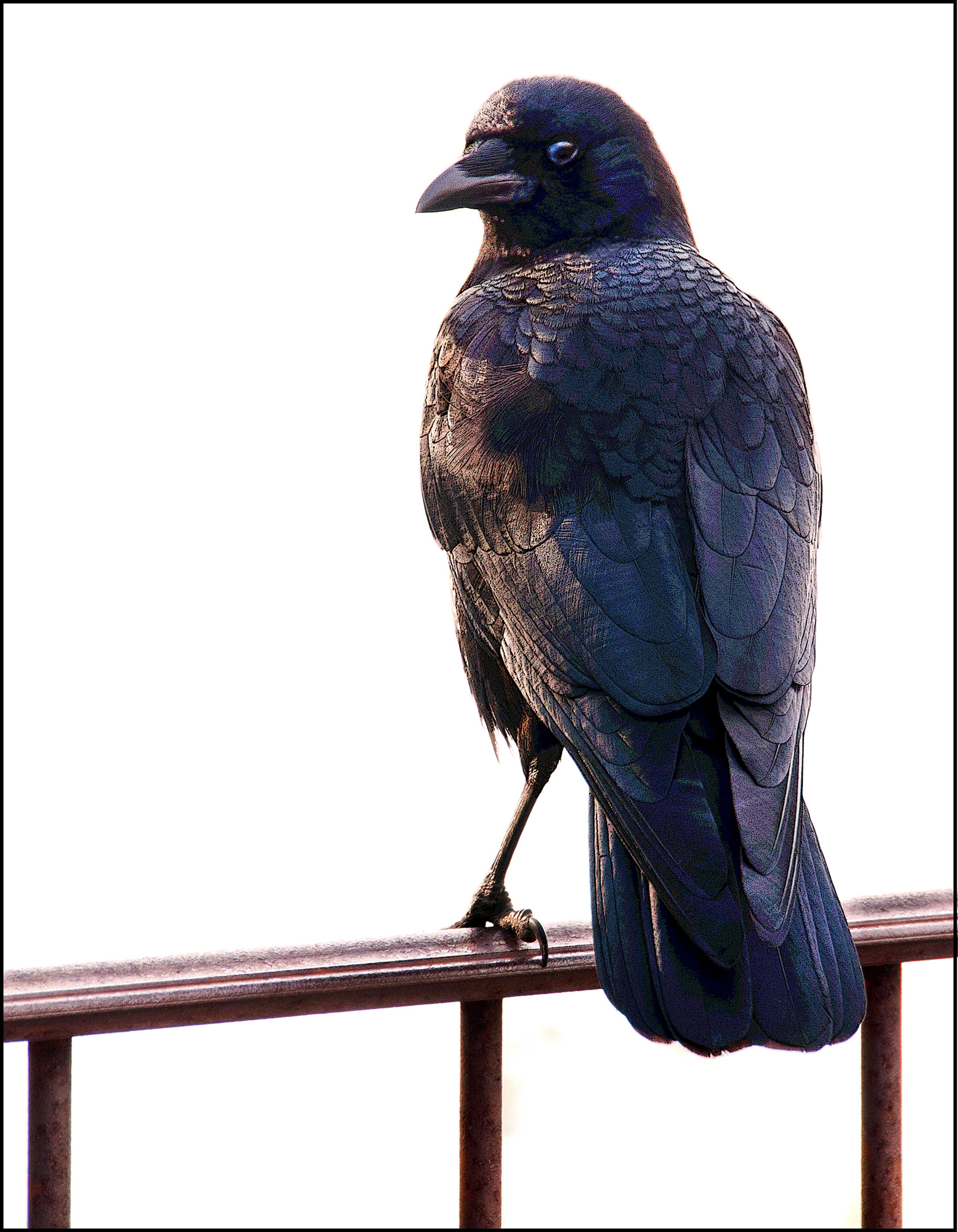 Nepenthe Crow