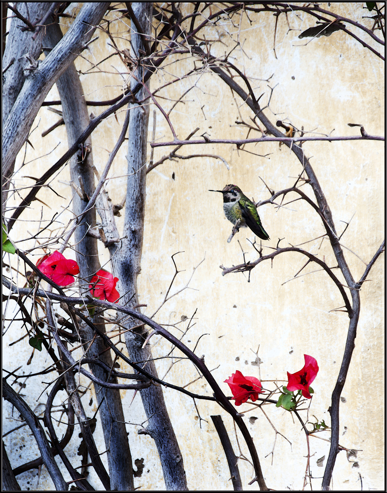Winter Hummingbird